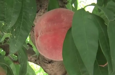 河南新鄉(xiāng)：萬(wàn)畝桃園迎豐收 70余種桃子陸續(xù)采摘