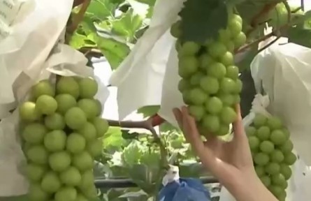 四川：彭山兩萬(wàn)余畝葡萄迎來(lái)豐收采摘季