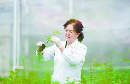 傾情山與城 只為綠與香——記青海省西寧市林業(yè)科學(xué)研究所所長張錦梅