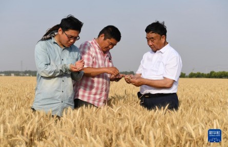 牢記囑托建新功|帶領(lǐng)鄉(xiāng)親們多種糧、種好糧