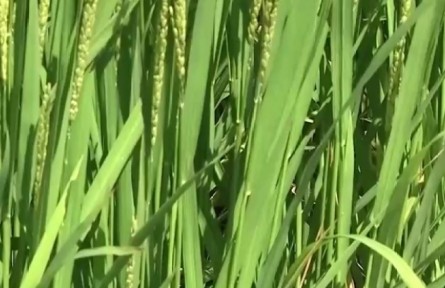 吉林松原：水稻迎來成熟關(guān)鍵時期 稻蟹共養(yǎng)促增收