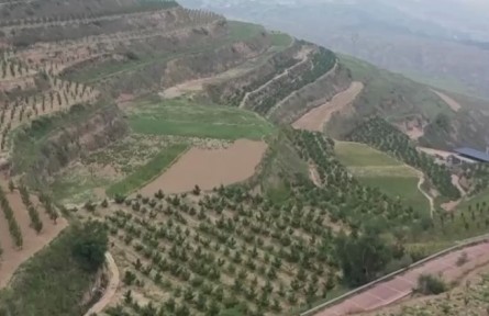 甘肅蘭州：荒山變果園 蜜桃掛滿枝