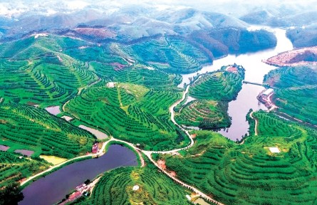 廣東發(fā)布《林草中藥材產(chǎn)業(yè)發(fā)展指南》