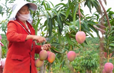 豐收故事 | 云南永仁：芒果飄香陽(yáng)光城