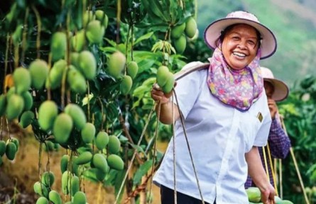 “中國(guó)好人”陸秀緞：致富路上有朵“盛開(kāi)的芒果花”