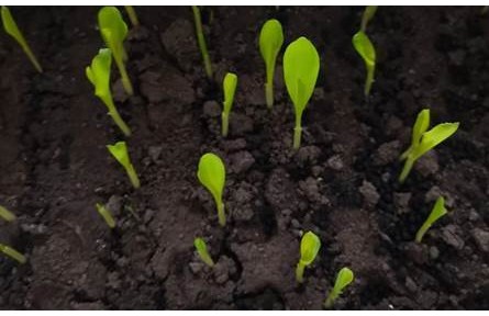 科普 | 保護(hù)東北黑土，守好中國“飯碗”！