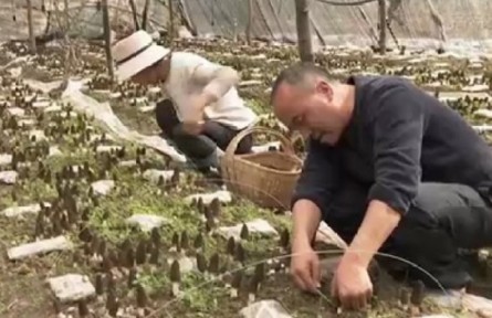 甘肅甘南：發(fā)展特色富民產(chǎn)業(yè) 為鄉(xiāng)村振興注入活水