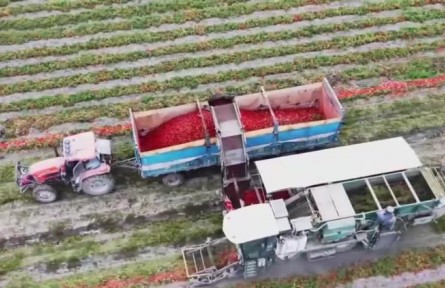 新疆博湖：“小番茄”喜迎“大豐收” 人機(jī)協(xié)作采收忙