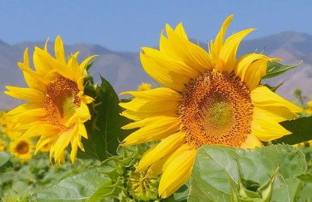 甘肅景泰：朵朵油葵花 開出致富路