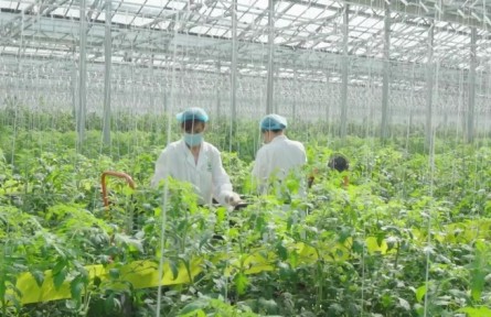 山東濰坊壽光市：新農(nóng)業(yè) 新壽光