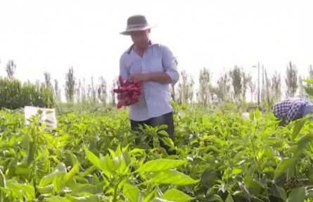 新疆焉耆：色澤飽滿枝頭掛 火紅辣椒迎豐收