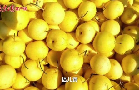二十四節(jié)氣｜處暑秋梨最養(yǎng)人，京白梨采摘正當時