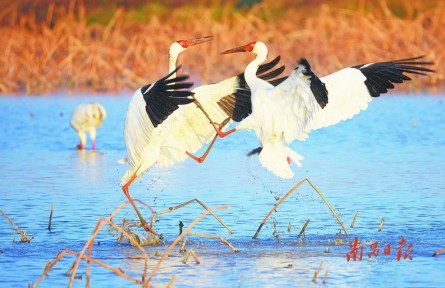城市有濕地 生活多詩意——“江西南昌濕地有多美”