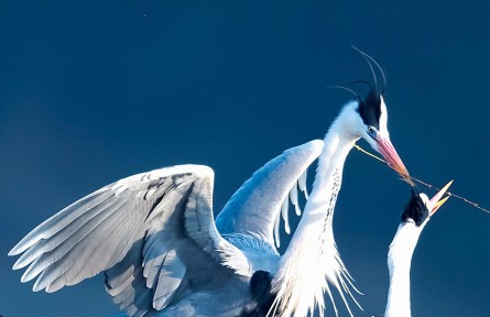 物種故事 | 蒼鷺：“脖細(xì)嘴長(zhǎng)筋骨瘦，披蓑赤腳老漁翁”