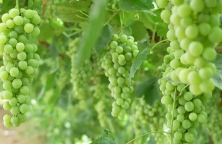 寧夏吳忠：大青葡萄迎豐收 科學種植效益增