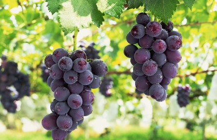 辟謠 | 無(wú)籽葡萄用了激素吃不得？葡萄“白霜”是殘留農(nóng)藥？來(lái)看解答