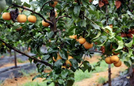 山東新泰：秋月梨迎來豐收季