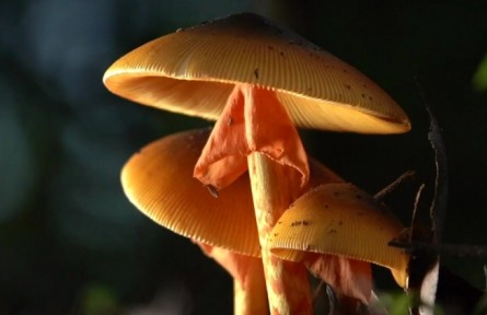 《秘境尋蹤》第十二集：奇妙的蘑法世界