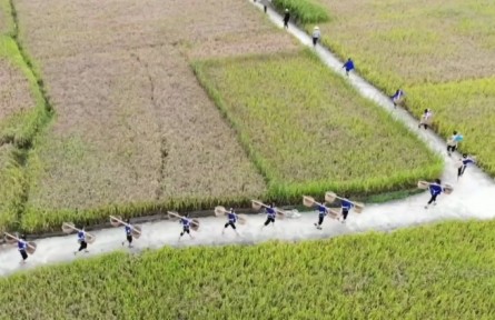 云南：秋風起 秋收忙