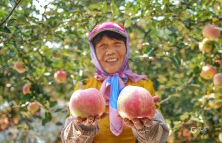 山東青島膠州市鋪集鎮(zhèn)：碩果累累滿枝頭 豐收時節(jié)果農(nóng)忙