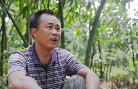 曾小桂家的“致富竹”