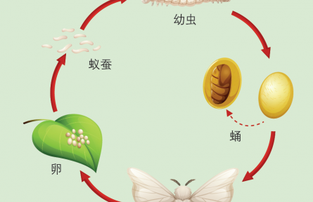物種故事 | 蠶：緣何只愛吃桑葉？