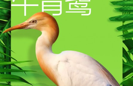 物種故事 | 牛背鷺：濕地里的“放牛郎”
