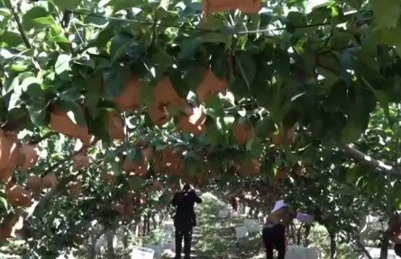 山東膠州：秋月梨進入采摘季 年產超5000噸