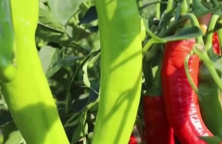 陜西榆林：萬畝辣椒迎豐收 田間地頭采摘忙