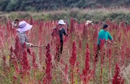 山西靜樂：發(fā)展藜麥特色產(chǎn)業(yè) 助農(nóng)民增收