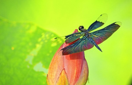 物種故事 | 黑麗翅蜻：比恐龍還古老的“蝶形蜻蜓”