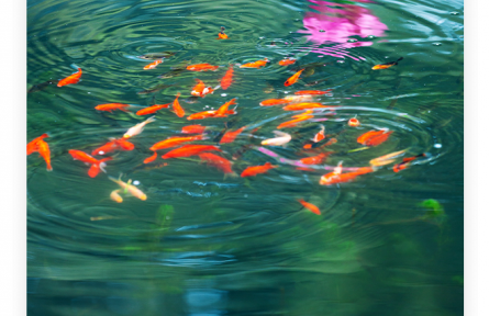 名言 | 諸葛亮：人之忠也，猶魚之有淵