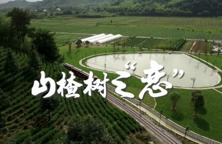 返鄉(xiāng)創(chuàng)業(yè)大學(xué)生朱義迪：山楂樹之“戀”