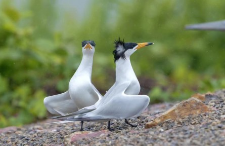 “神話之鳥”的傳奇
