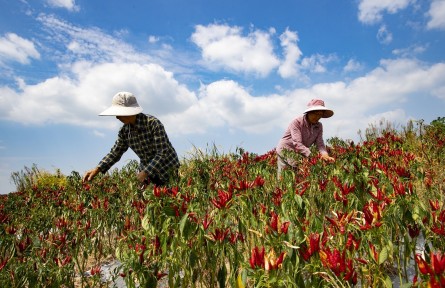 縣融記者：正是金秋豐收時