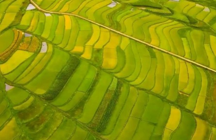 云南：多舉措保糧食生產(chǎn) 全省秋糧豐收在望