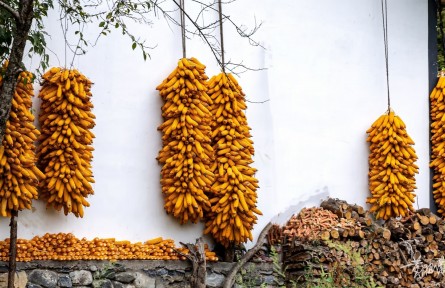 重慶城口：秋風起 曬秋忙