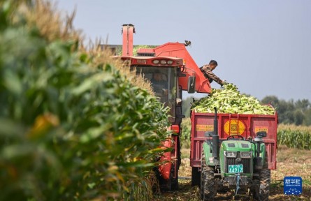 內蒙古準格爾旗：甜糯玉米迎豐收