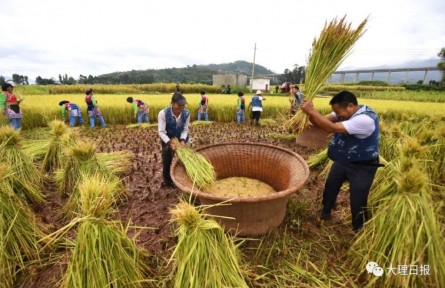 云南大理巍山：稻花香里說豐年，彝族群眾傳承農耕文化迎豐收