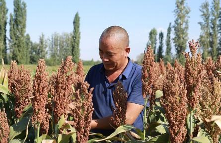 新疆精河縣托林旦達蓋村：火紅高粱迎豐收
