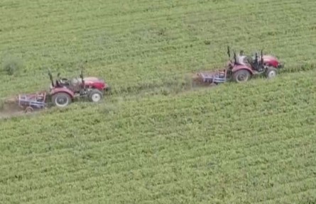 河北故城：千畝高油酸花生喜獲豐收 小花生結(jié)出致富“金豆豆”