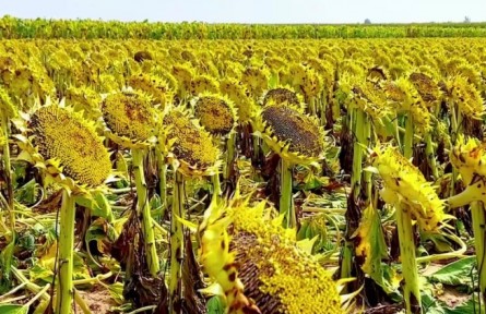 內蒙古烏拉特中旗：瓜果飄香 禾谷滿倉