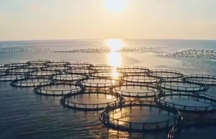 浙江臺(tái)州：創(chuàng)新漁業(yè)養(yǎng)殖方式 全產(chǎn)業(yè)鏈發(fā)展助增收