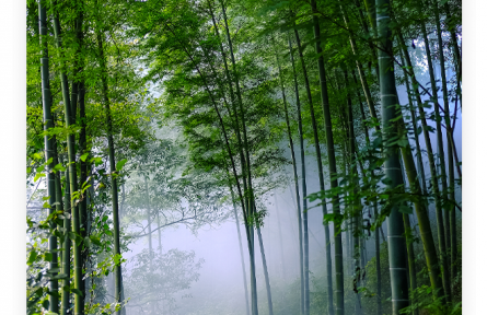 名言 | 白居易：竹本固，固以樹德，君子見其本，則思善建不拔者