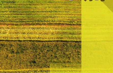 農民朋友們！過節(jié)了！