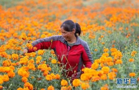 云南昆明祿勸：萬壽菊花開，群眾錢包鼓起來