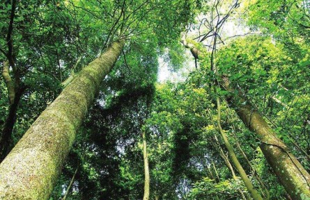 物種故事|楠木：韜光養(yǎng)晦成棟梁