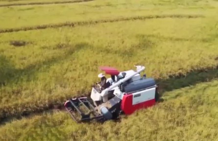 最新農(nóng)情調(diào)度顯示：2022年全國秋糧收獲近三成