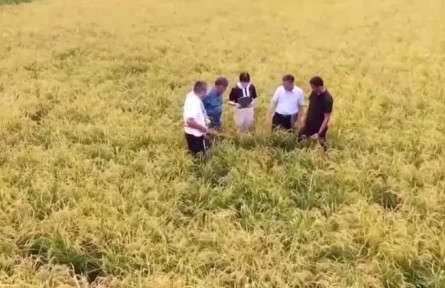 【二十大代表風(fēng)采】陳玲玲：執(zhí)著前行 探索人類基因奧秘 趙亞夫：把論文寫在祖國大地上