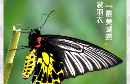 物種故事 | 金裳鳳蝶：金裳羽衣 “最美蝴蝶”
